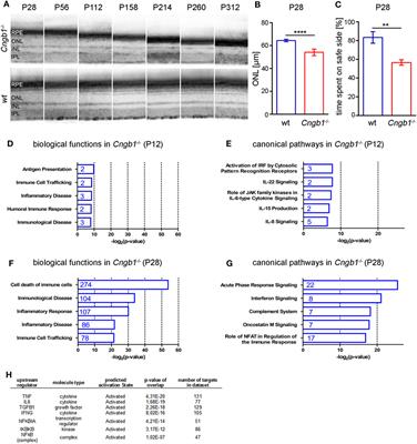 Early Microglia Activation Precedes Photoreceptor Degeneration in a Mouse Model of CNGB1-Linked Retinitis Pigmentosa